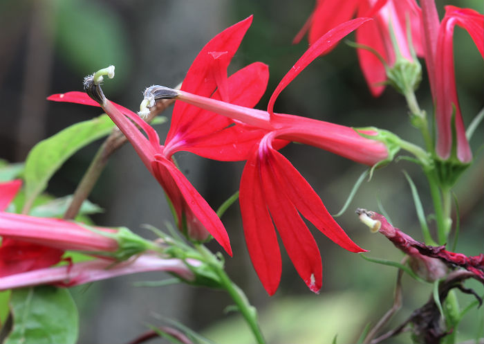 Cardinal Flower